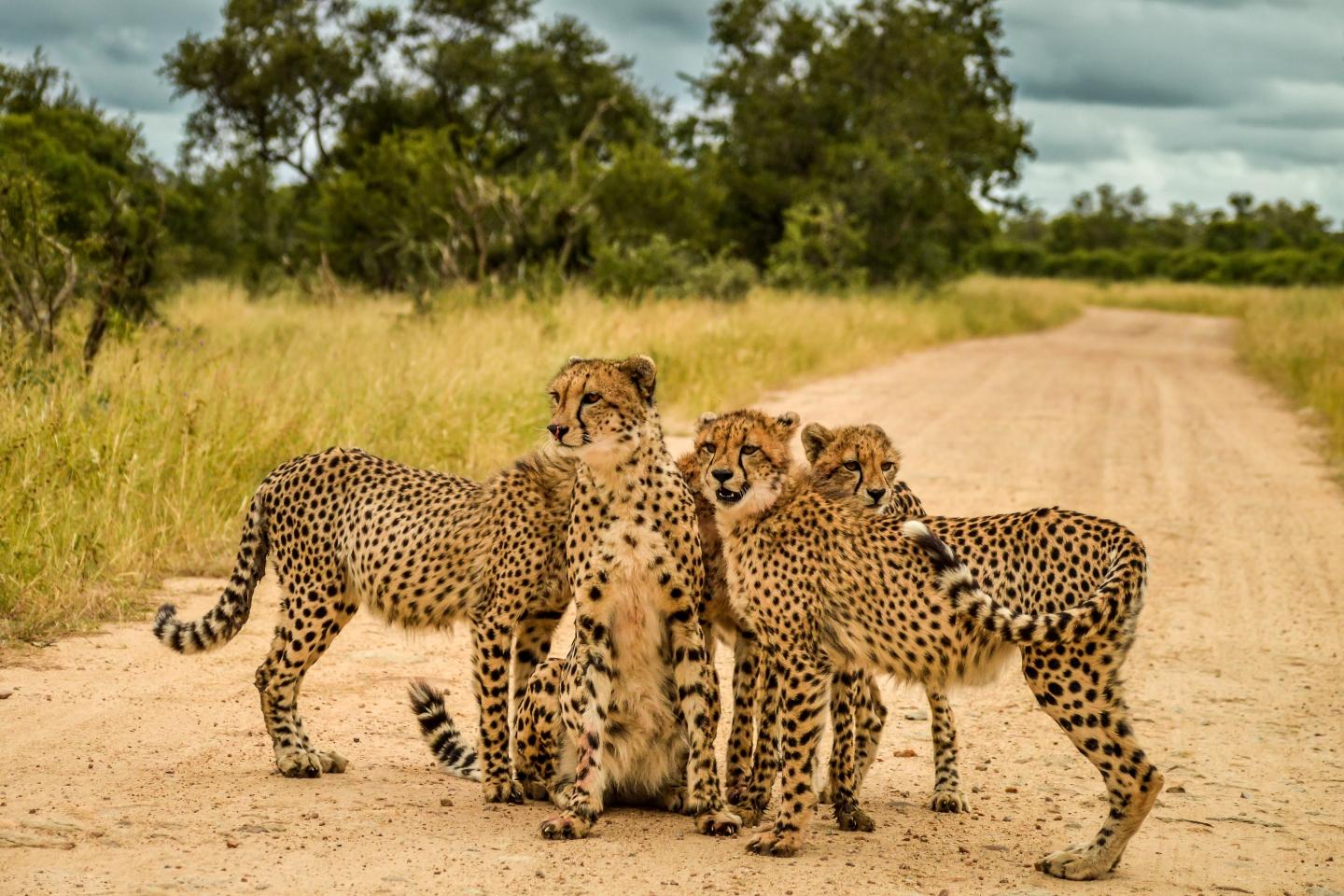 Afrique du Sud